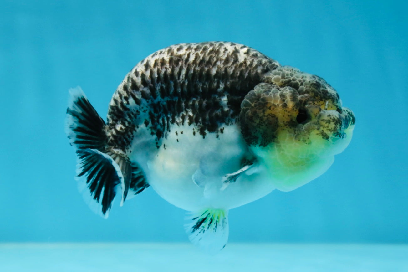 A Grade Beautiful Kirin Female LionQueen 4 inches #060625LC_03