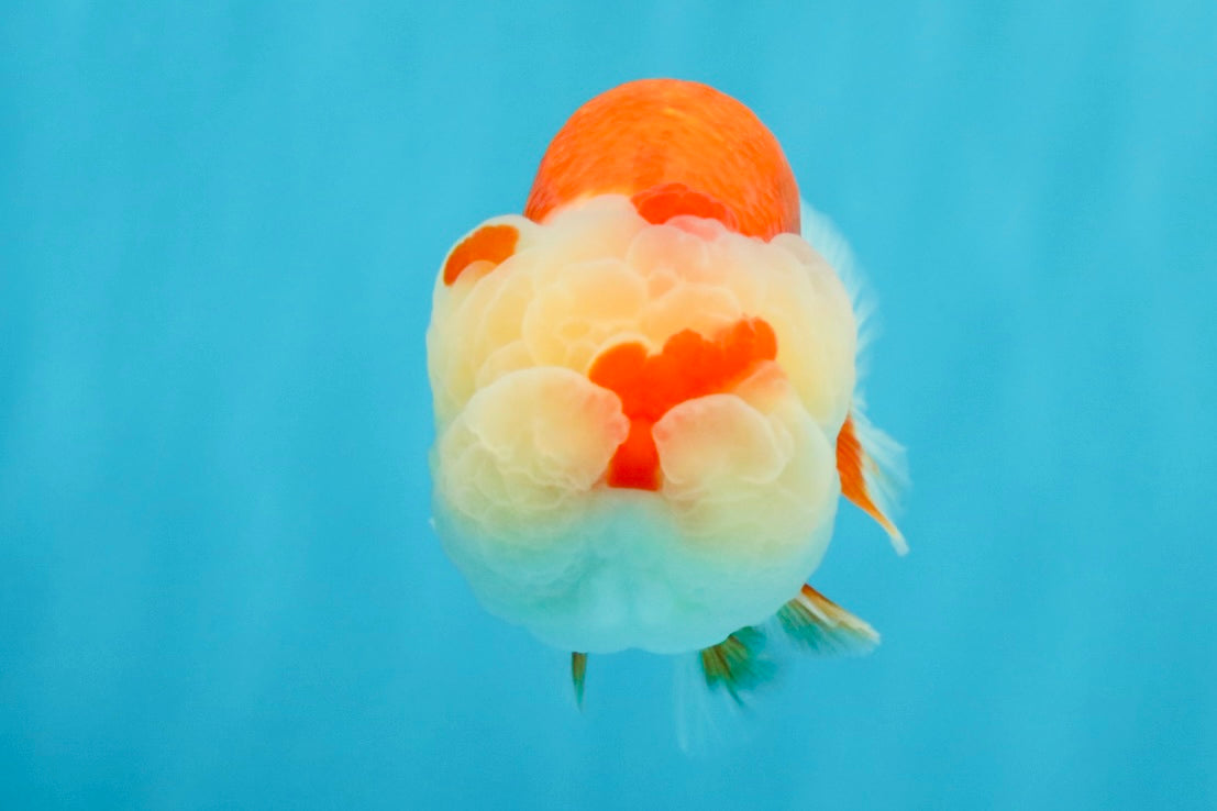 BIG WEN A Grade Red White LionQueen 4.5 inches #041026LC_15