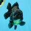 TOOTHLESS A Grade Black Yuanbao Male 4.5 inches #101725YB_32