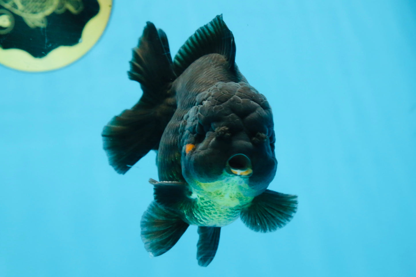 TOOTHLESS A Grade Black Yuanbao Male 4.5 inches #101725YB_32