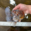 A Grade CHUBBY Calico Kirin Oranda Male 5.5  inches #091225OR_10