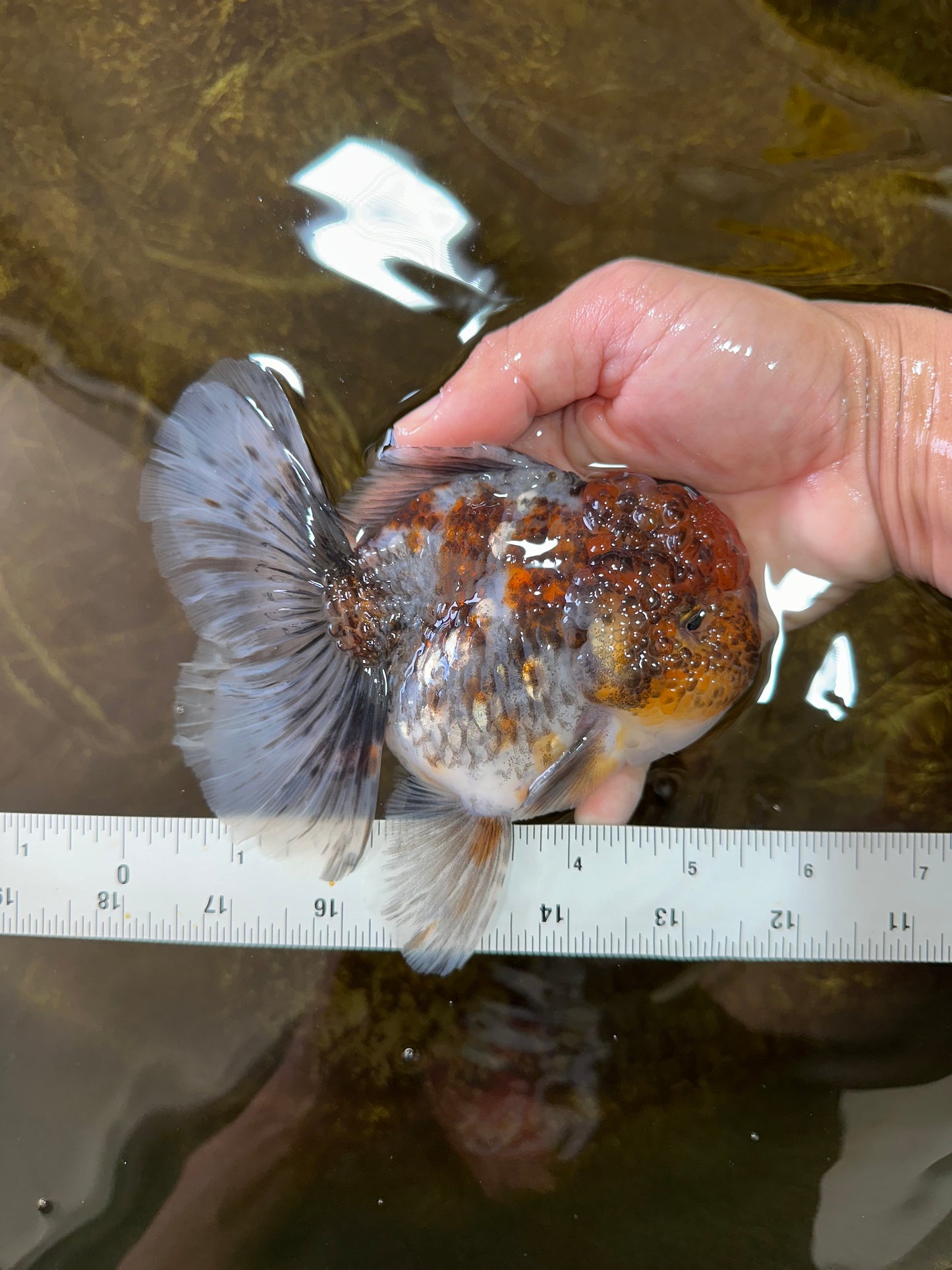 A Grade CHUBBY Calico Kirin Oranda Male 5.5  inches #091225OR_10