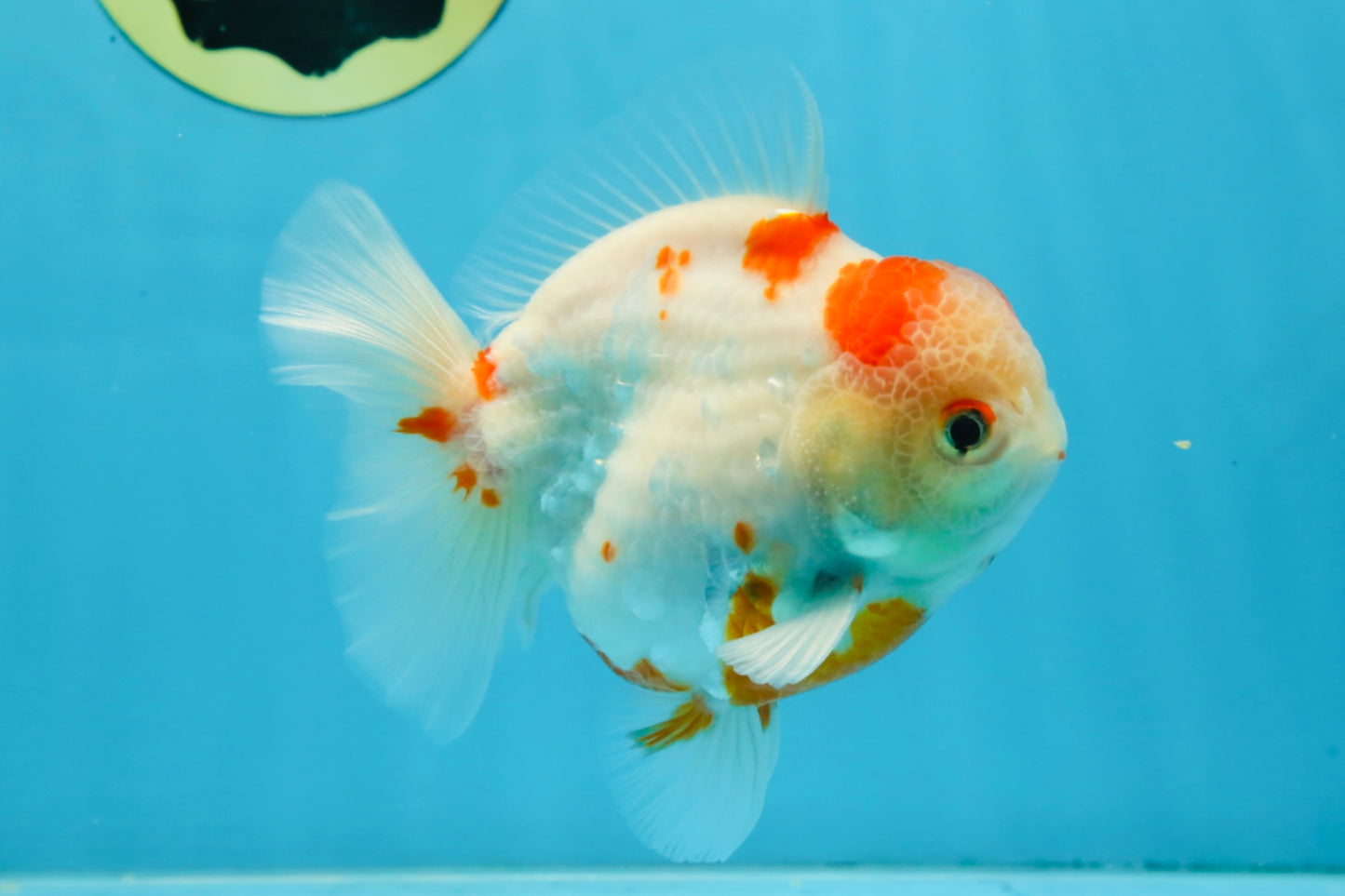 AAA Grade Sakura Kohaku Yuanbao Male 4.5 inches #101025YB_30