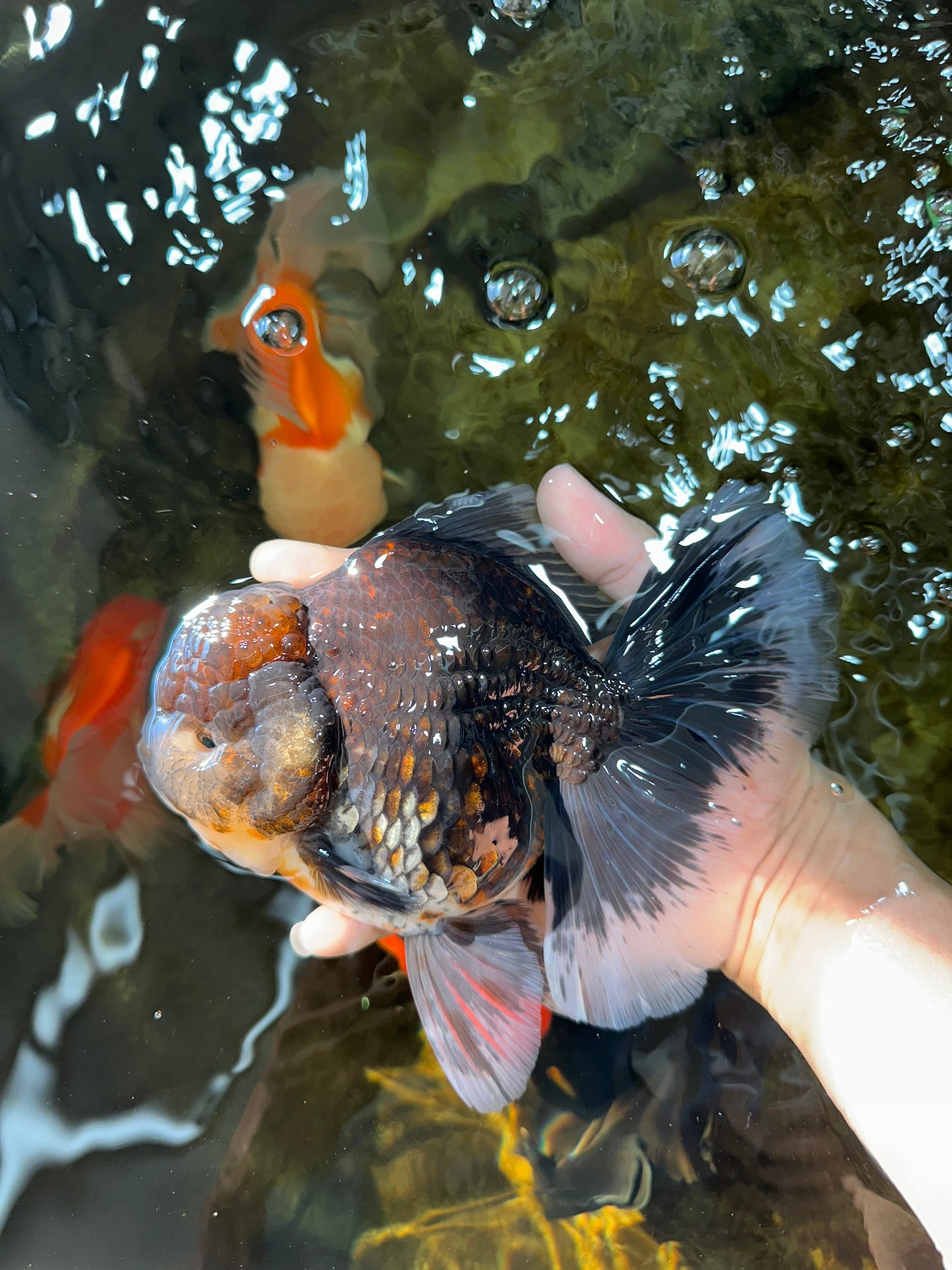 RARE AAA Grade SUPER GIANT Godzilla Kirin Oranda Female 7 inches #082225OR_07
