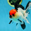CHARLIE CHAPLIN A Grade Tricolor Oranda Male 5 inches #082225OR_15