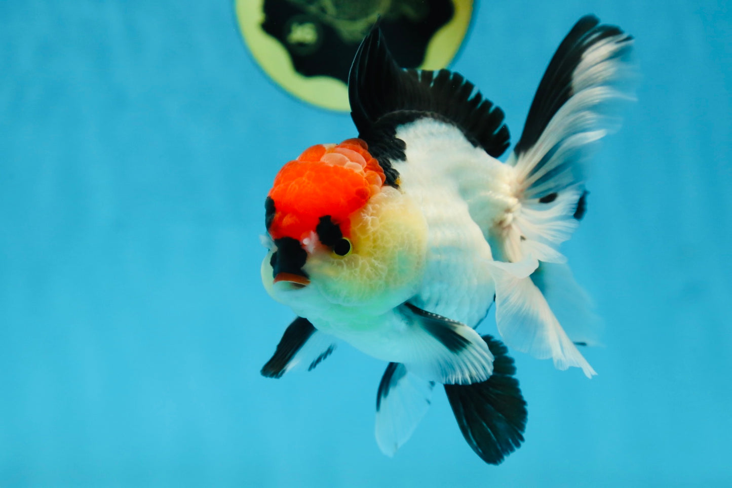 CHARLIE CHAPLIN A Grade Tricolor Oranda Male 5 inches #082225OR_15