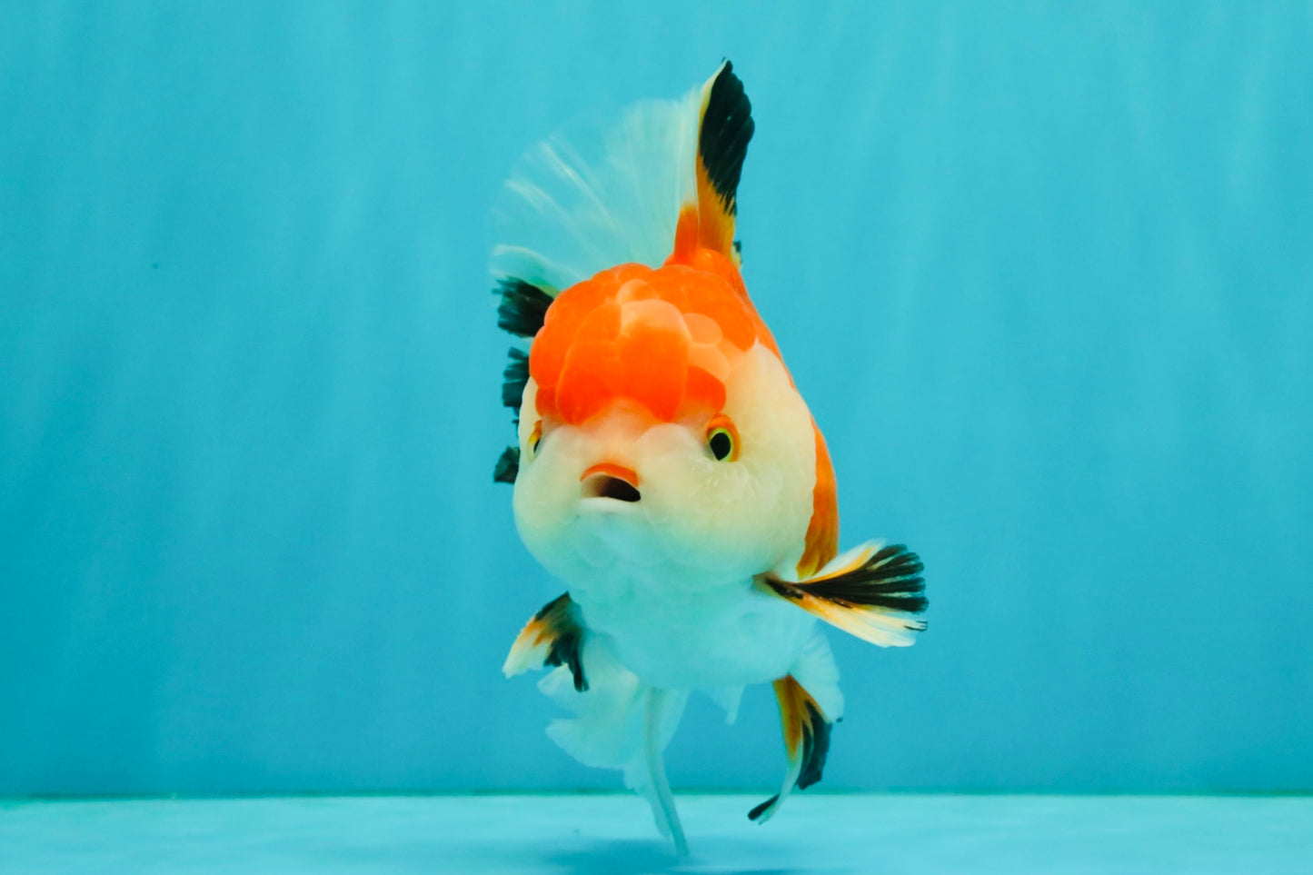 A Grade Red White Oranda Male 5.5 inches #042426OR_07