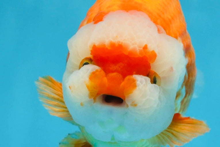 A Grade CHUBBY Red White LionKing 5.5-6 inches #091925LC_23