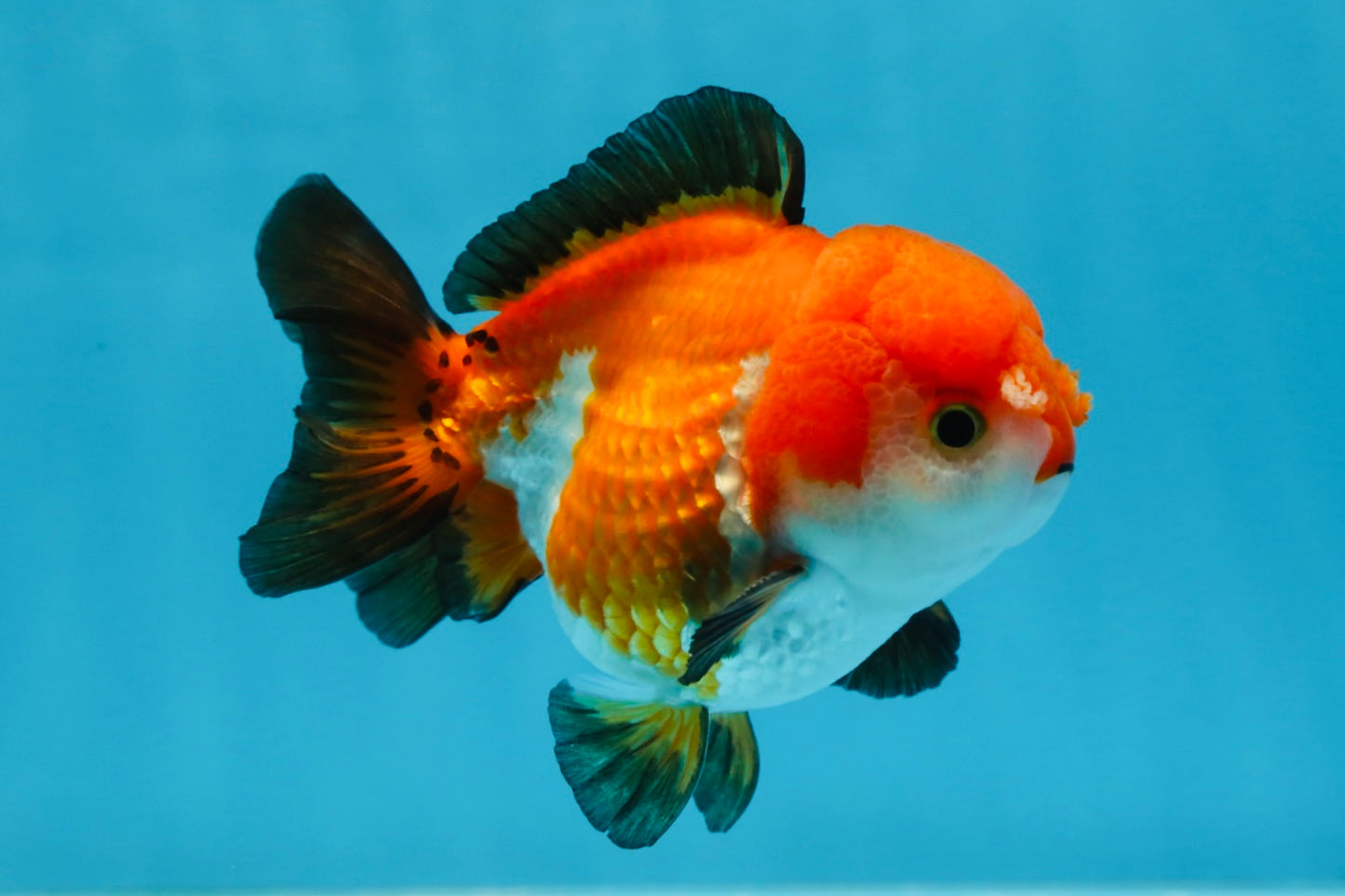 SUPER CUTE Tricolor Yuanbao Male 4.5 inches #071125YB_18