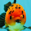 SPECIAL A Grade Apache Yuanbao Male 5-5.5 inches #051526YB_11