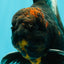 CHONKY A Grade Kirin Oranda Male 6.5-7 inches #071026OR_34