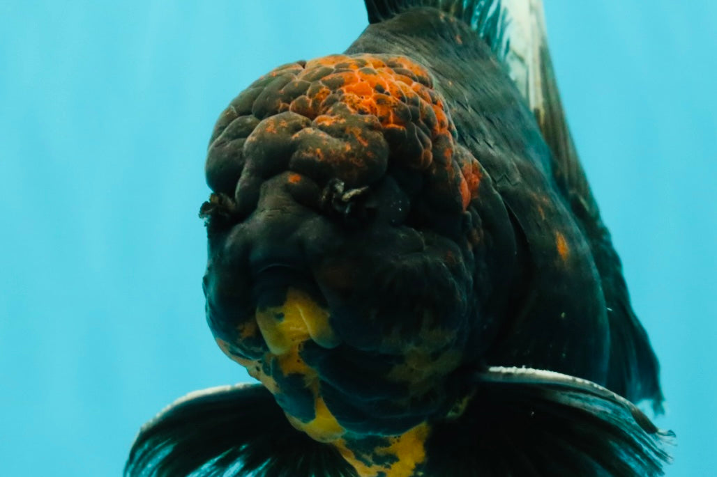 CHONKY A Grade Kirin Oranda Male 6.5-7 inches #071026OR_34