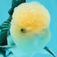 AAA Grade Lemonhead Panda Button Eyes Oranda Male 5.5-6 inches #1011OR_02