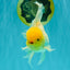 A Grade White Oranda Male 5.5-6 inches #080726OR_11