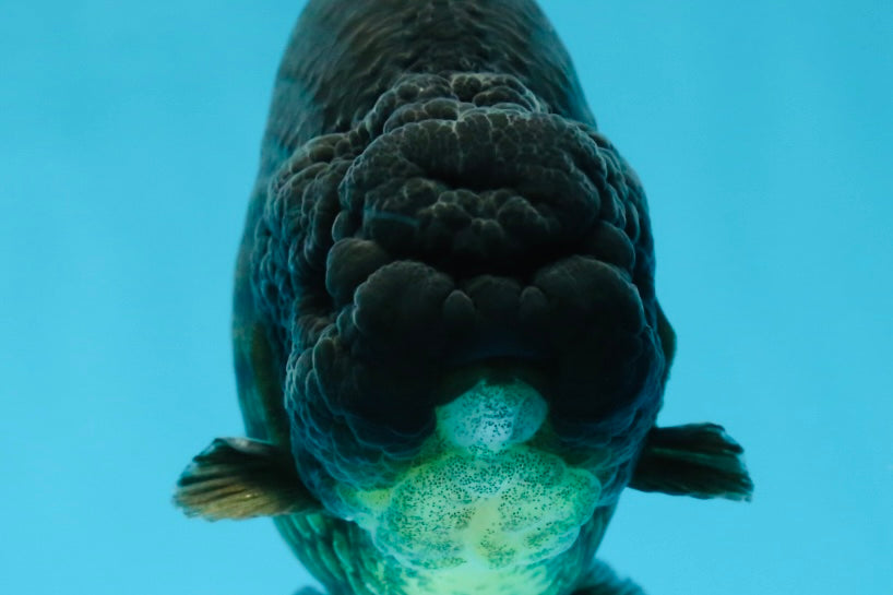 AAA Grade Strong Body Structure Godzilla Black LionKing 5-5.5 inches #051625LC_09