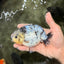 White Tiger Ranchu Male 5 inches #072426RC_34