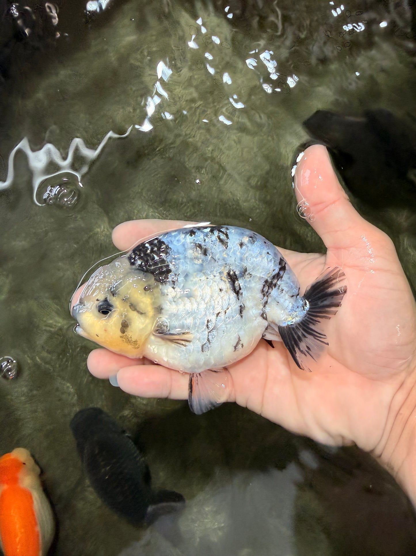 White Tiger Ranchu Male 5 inches #072426RC_34