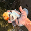 A Grade Marble Oranda Male 7 inches #071026OR_33