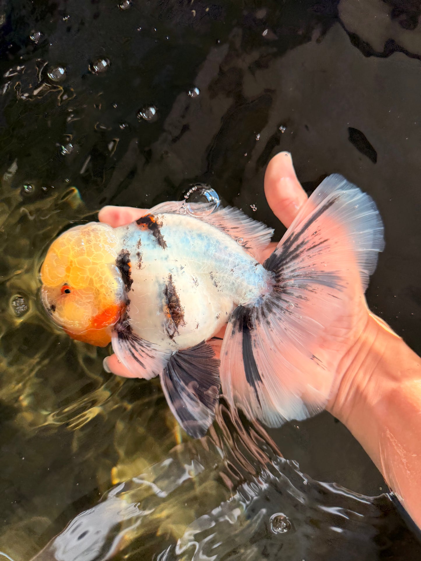 A Grade Marble Oranda Male 7 inches #071026OR_33