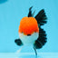 A Grade Tricolor Oranda Male 4.5inches #0920OR_27