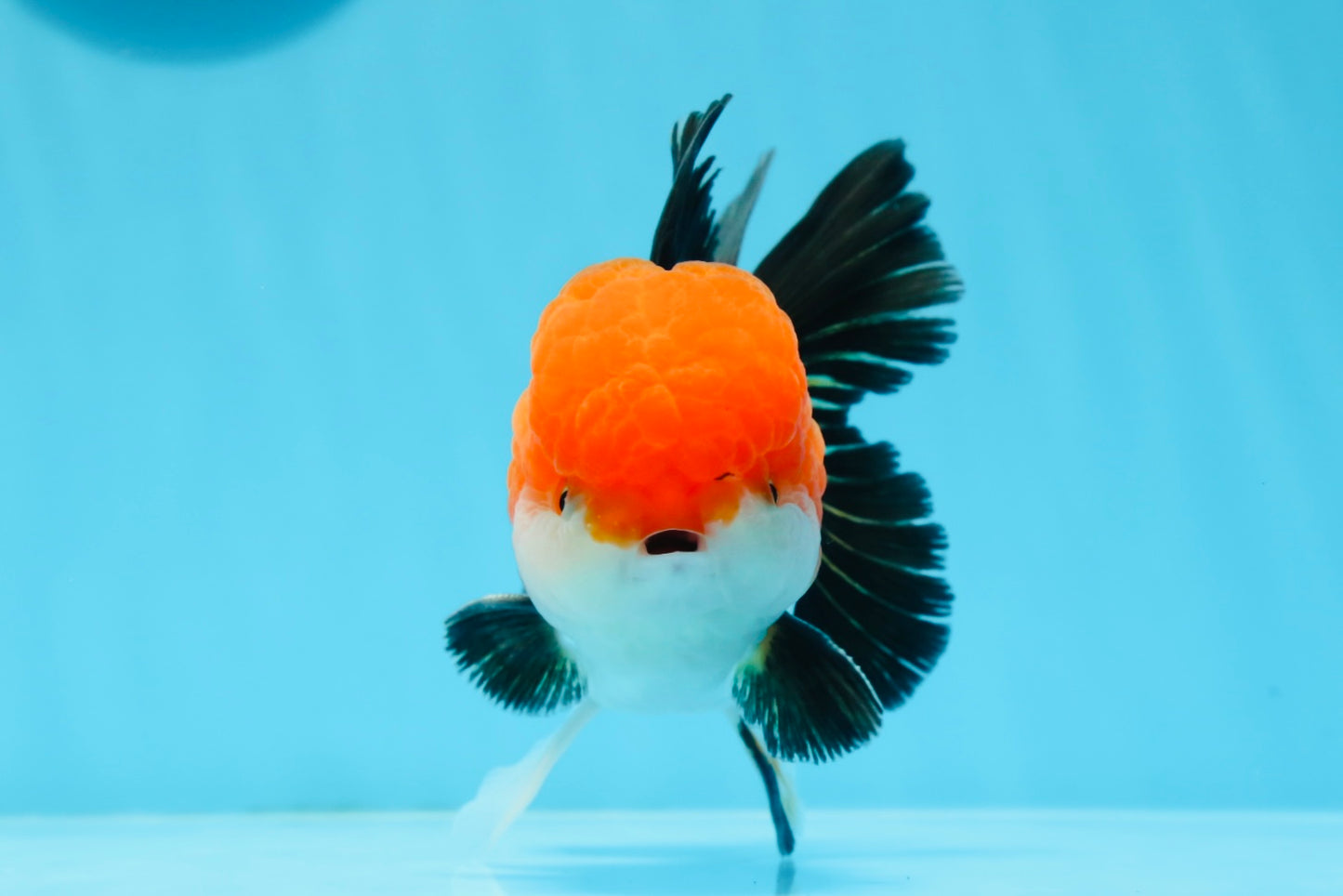 A Grade Tricolor Oranda Male 4.5inches #0920OR_27