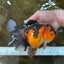 AAA Grade Godzilla Apache Oranda Female 6.5 inches #081525OR_13