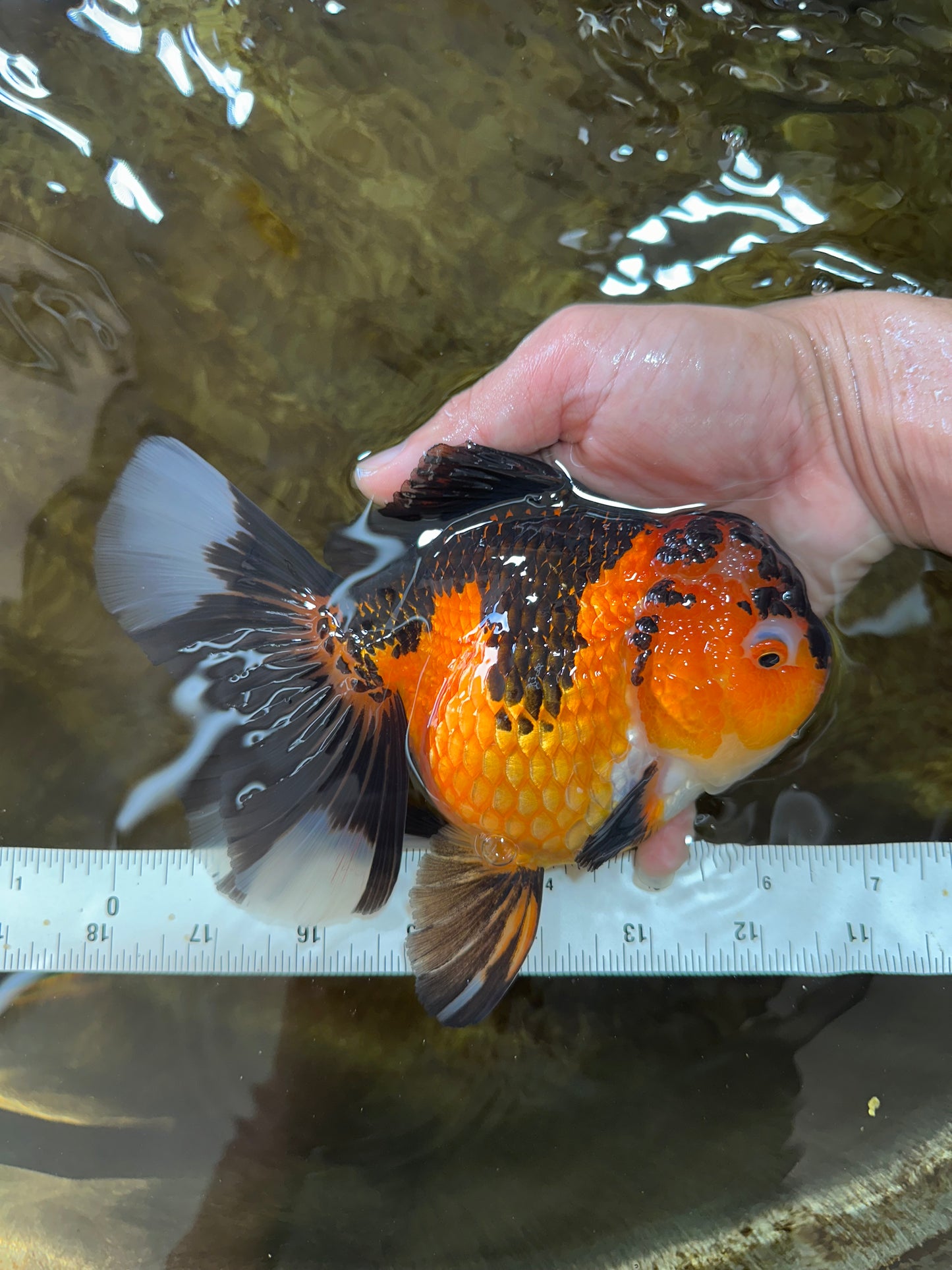 AAA Grade Godzilla Apache Oranda Female 6.5 inches #081525OR_13