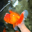 AAA Grade Super Jumbo Red White  Oranda Male 8-8.5 inches #062626OR_04