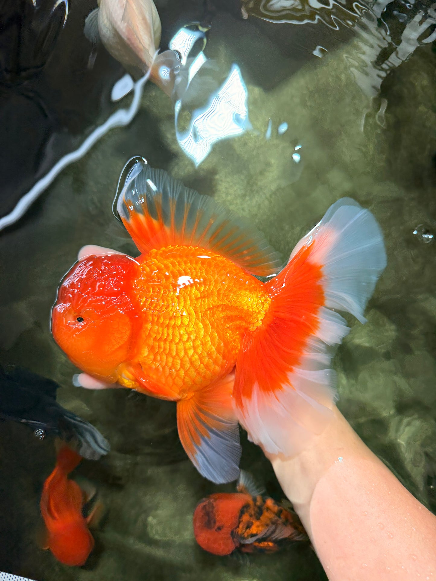 AAA Grade Super Jumbo Red White  Oranda Male 8-8.5 inches #062626OR_04