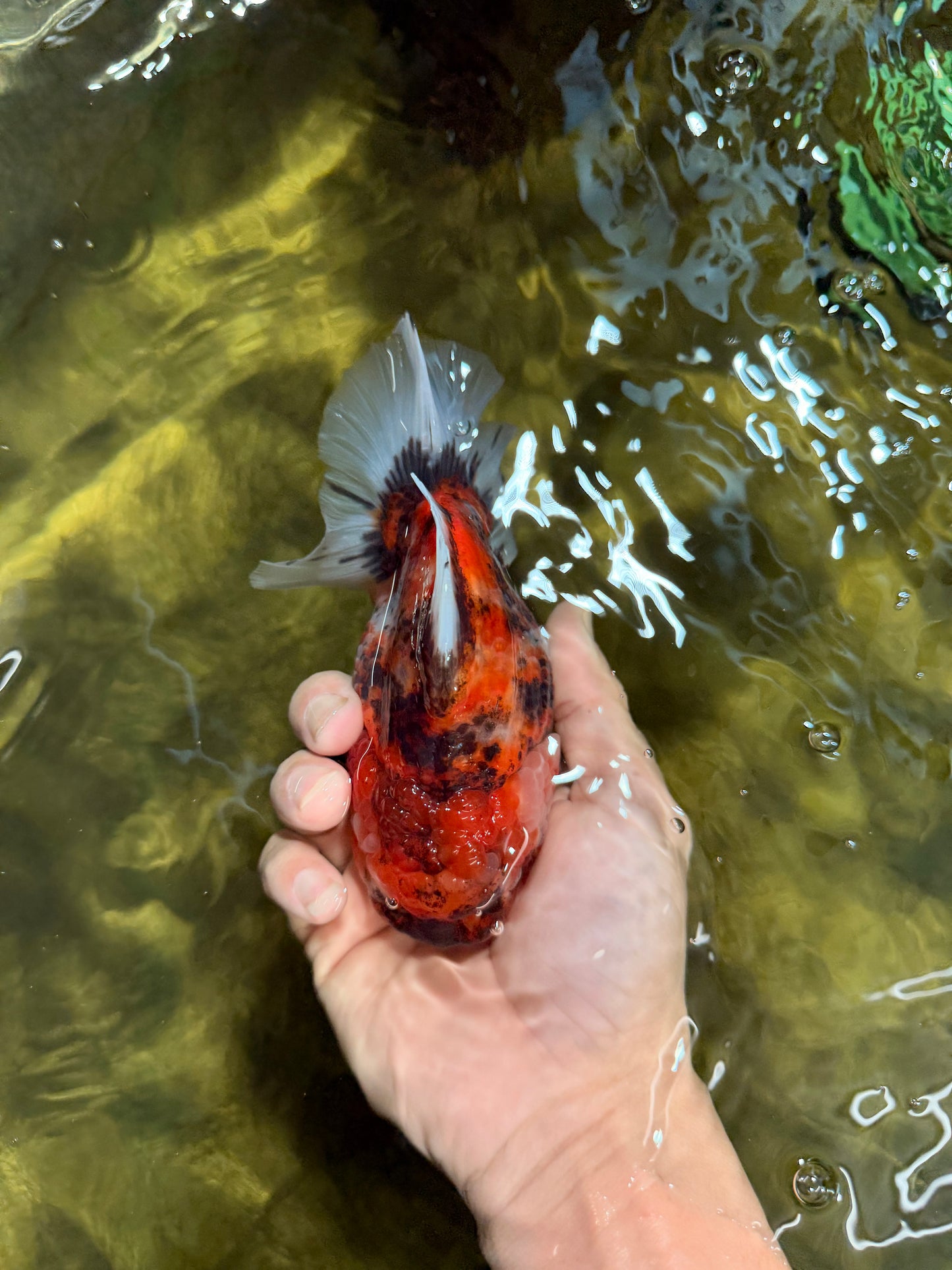 Marble Sakura Yuanbao Female 5.5 inches #111425YB_03