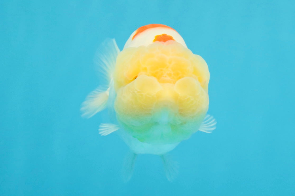 A Grade Red White LionQueen 5 inches #041026LC_14