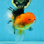SPECIAL Apache Oranda Female 6 inches #091225OR_17