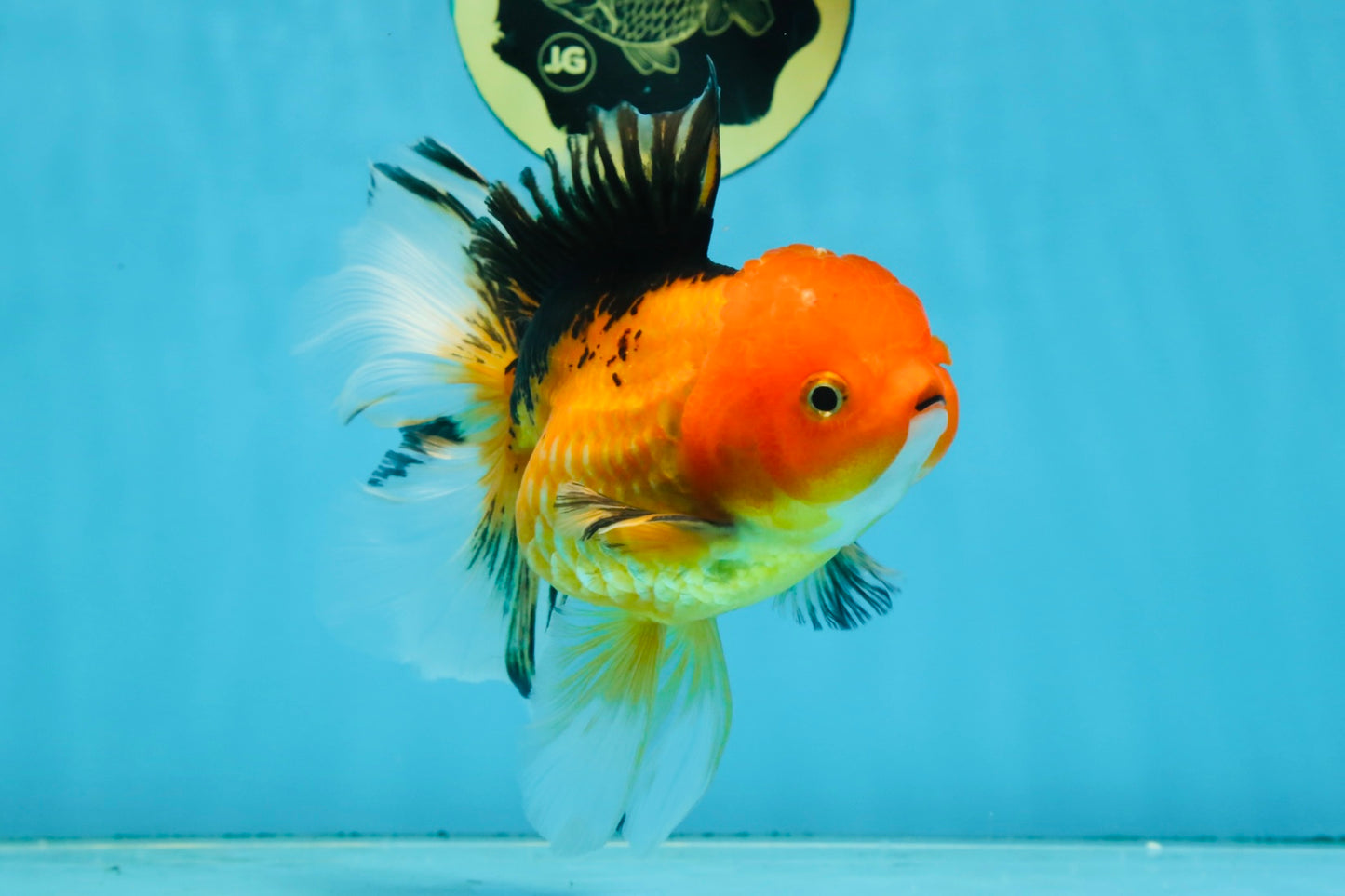 SPECIAL Apache Oranda Female 6 inches #091225OR_17