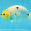 A Grade Cow Chinese Ranchu Female 5 inches #103125RC_09