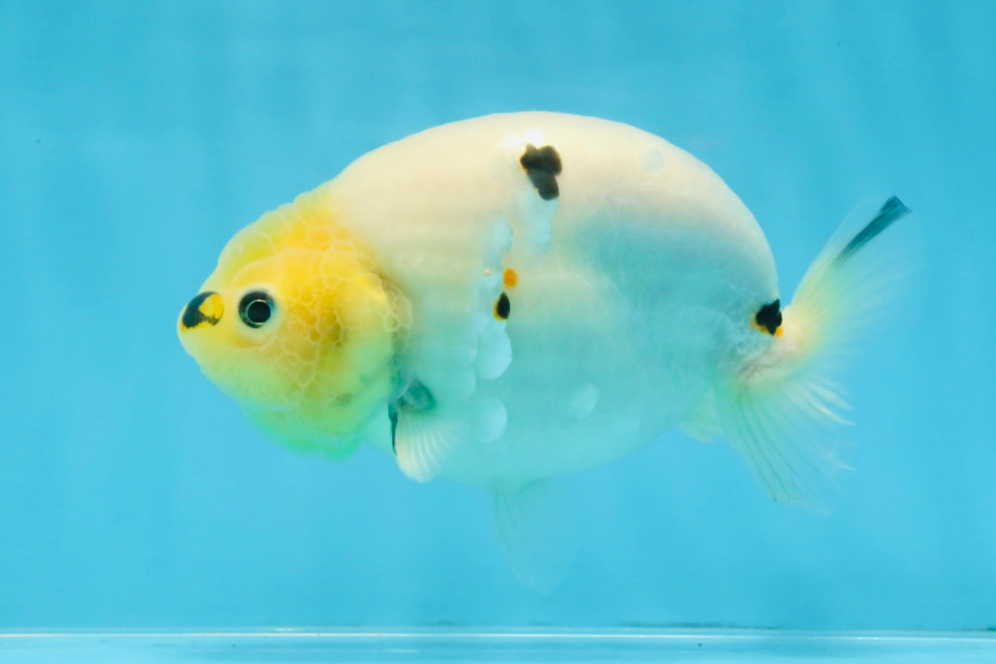 A Grade Cow Chinese Ranchu Female 5 inches #103125RC_09