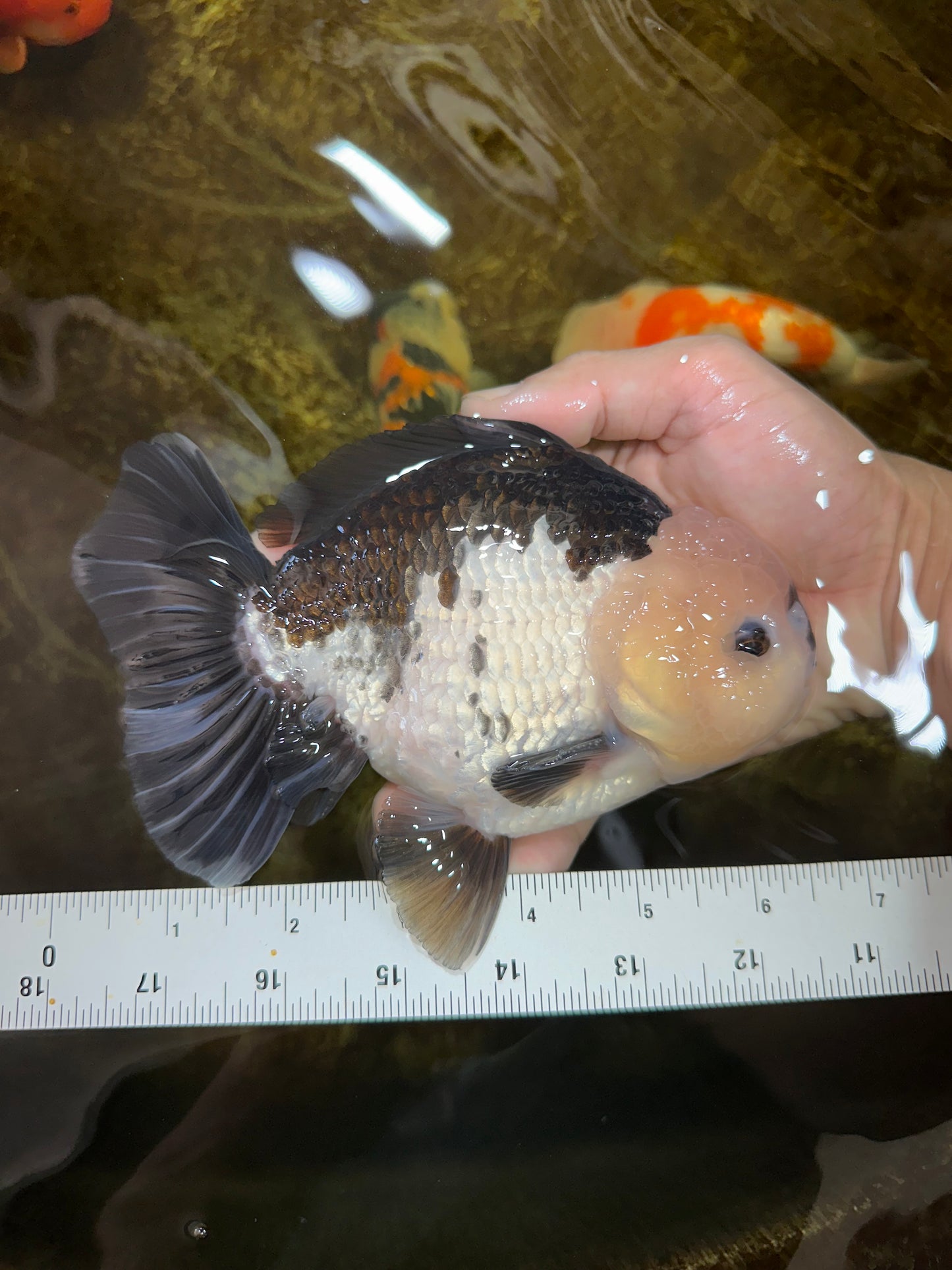 AAA Grade CHONKY Panda Button Eyes Yuanbao Male 6-6.5 inches #100325YB_01