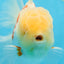 AAA Grade SUNNY Red White Oranda Male 6 inches #082925OR_12