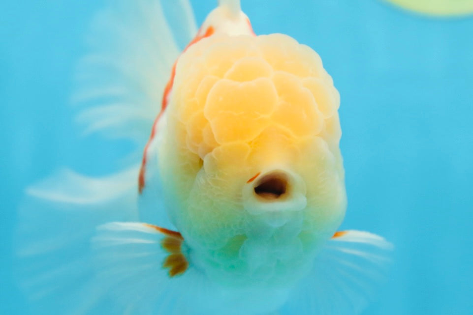 AAA Grade SUNNY Red White Oranda Male 6 inches #082925OR_12