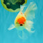 SUPER CUTE Kohaku Oranda Female 5.5 inches #090426OR_16