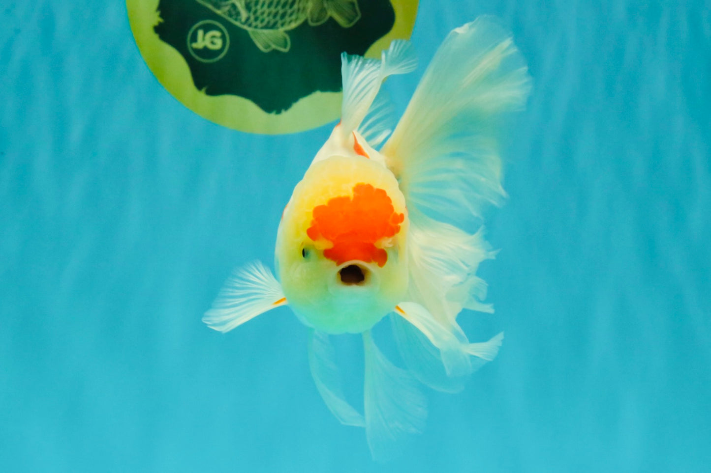 SUPER CUTE Kohaku Oranda Female 5.5 inches #090426OR_16