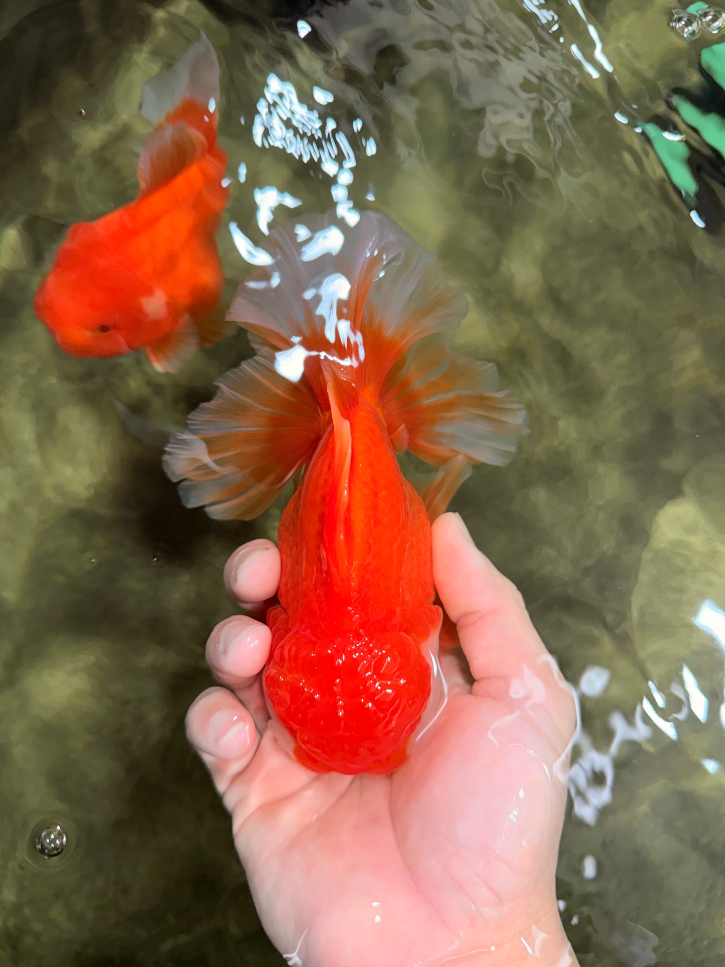 CHUNKY A Grade Red White Oranda Male 6 inches #040326OR_15