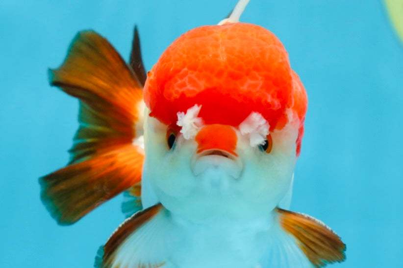 A Grade Pompom Tricolor Yuanbao Male 4 inches #071125YB_17