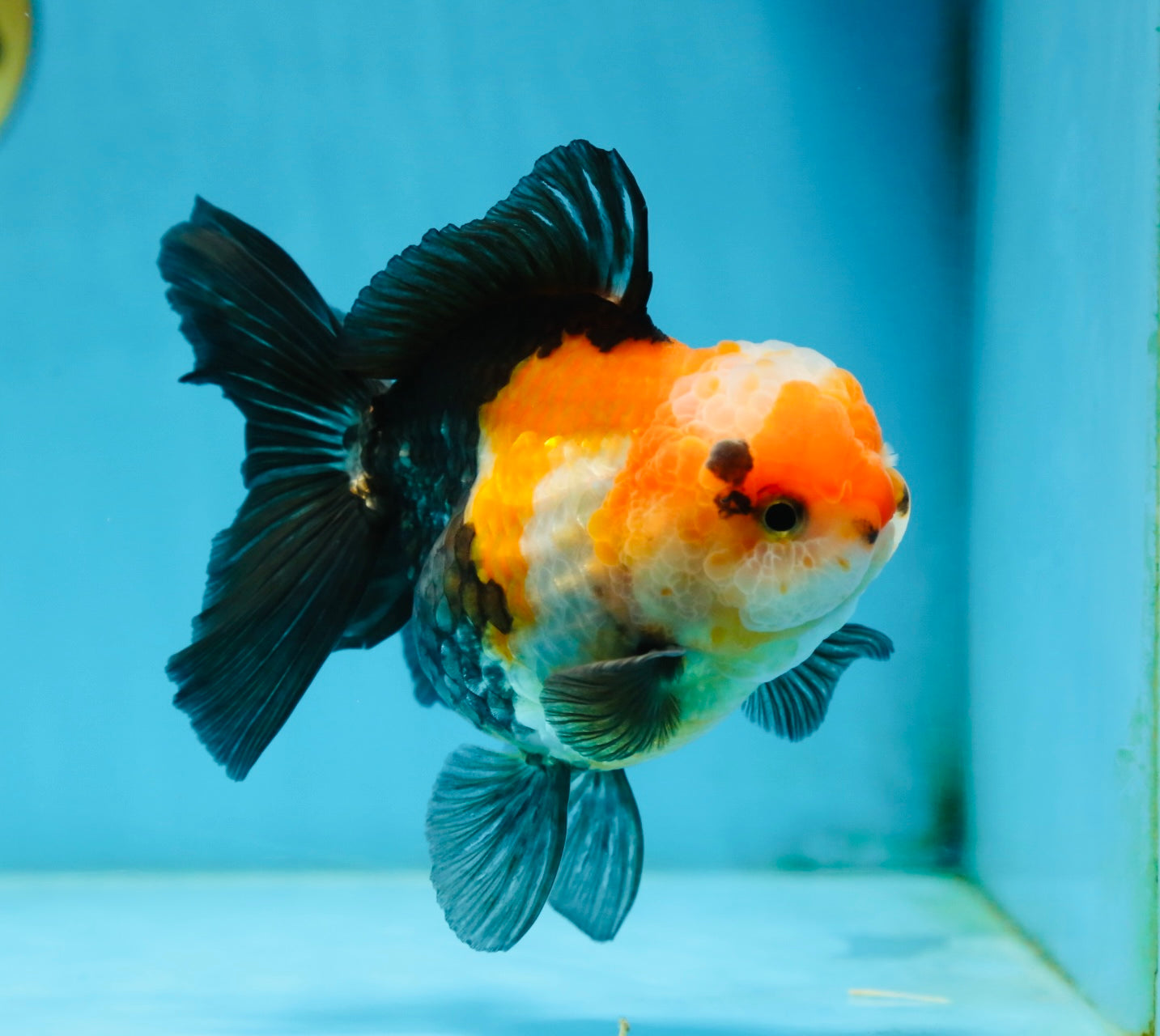 UNIQUE A Grade Tricolor Oranda Female 4.5-5 inches #082225OR_25