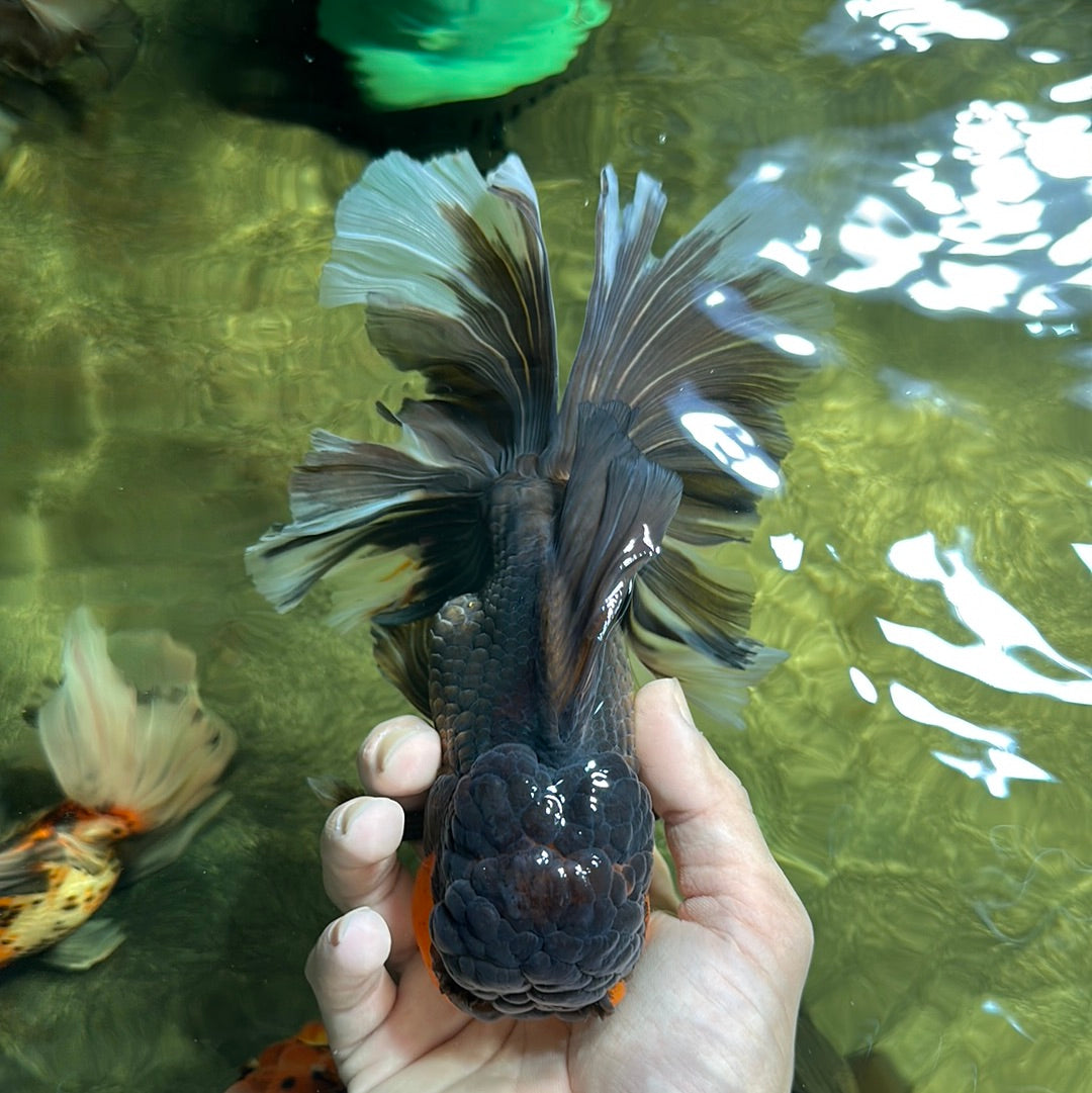 Oranda hembra de cola rosa dorada y esponjosa gigante, de 6,5 a 7 pulgadas, n.º 1110OR_21