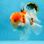 AAA Grade Godzilla Sakura Oranda Male 6-6.5 inches #080125OR_03