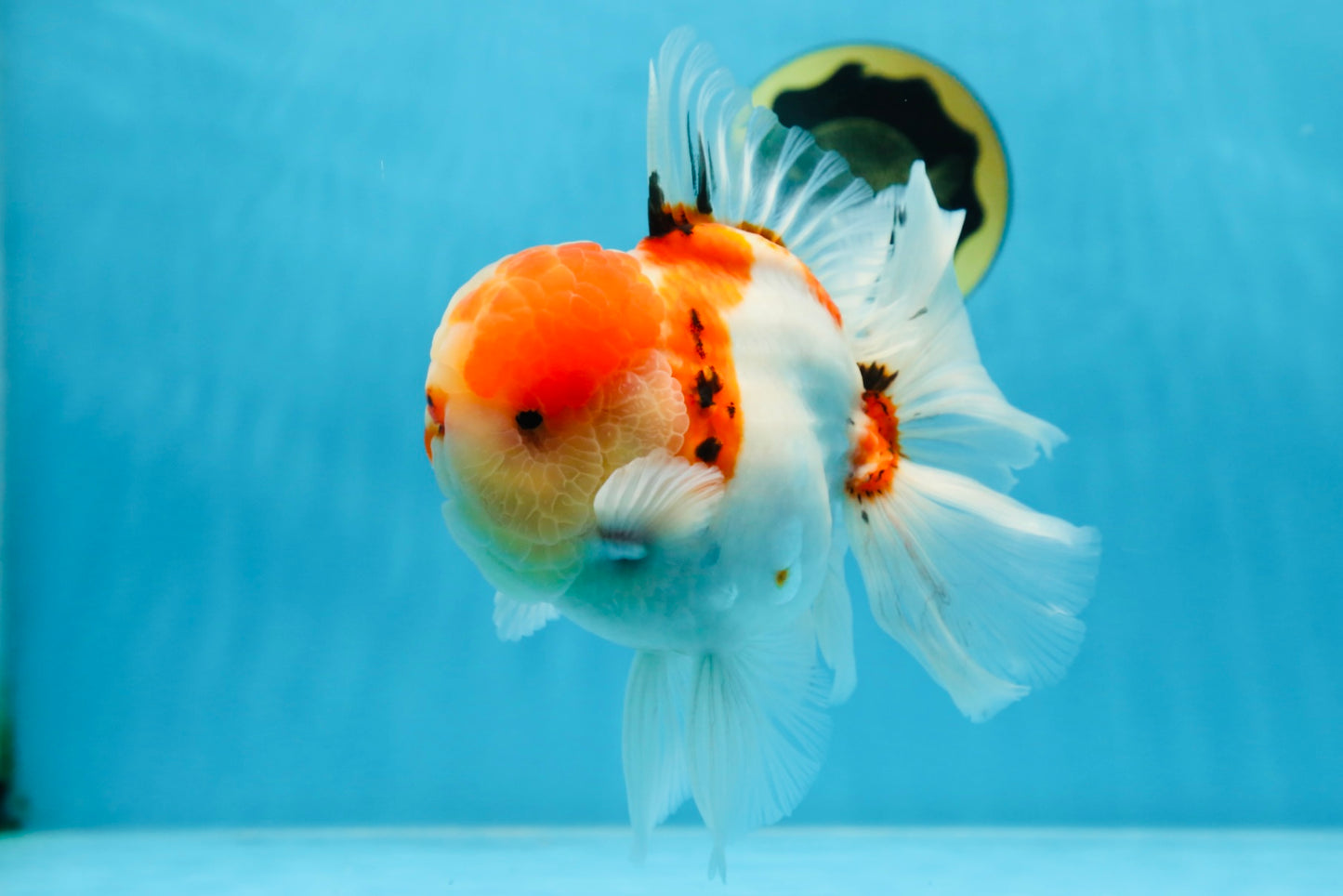 AAA Grade Godzilla Sakura Oranda Male 6-6.5 inches #080125OR_03