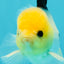 A Grade Panda Button Eyes Oranda Male 5-5.5 inches #031326OR_28