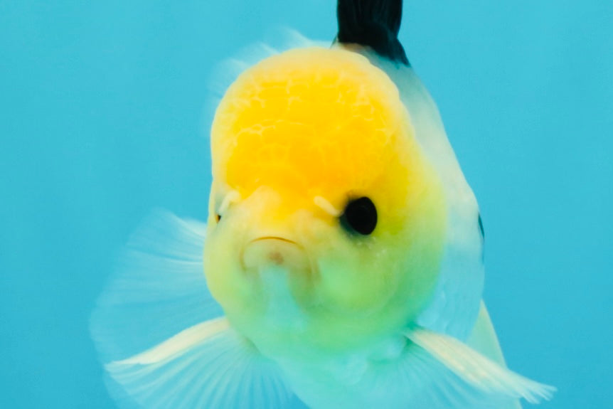 A Grade Panda Button Eyes Oranda Male 5-5.5 inches #031326OR_28