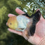 A Grade Lemonhead Oranda Male 5 inches #120624OR_08