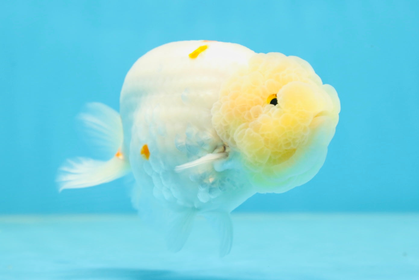 A Grade Red White Sakura Lionking 4.5 inches #080125LC_15